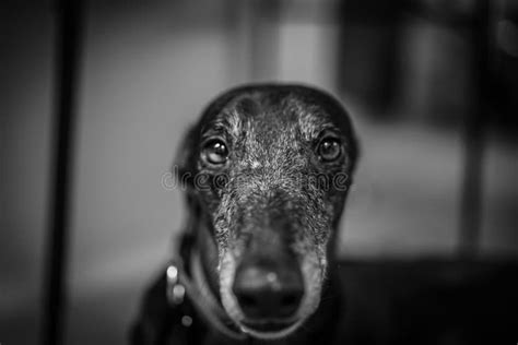 Greyscale Shot Of A Sad Dog Stock Image Image Of Modern Mammal
