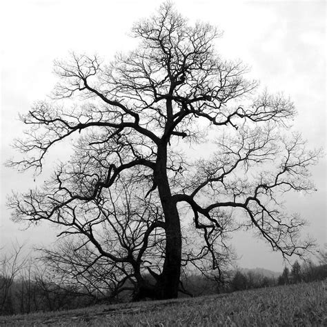 Old Tree Old Trees Tree Nature Photography