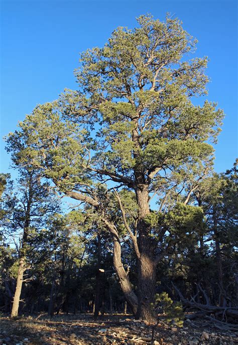Piñon Pine Pinus Edulis Medium Tree Seedling