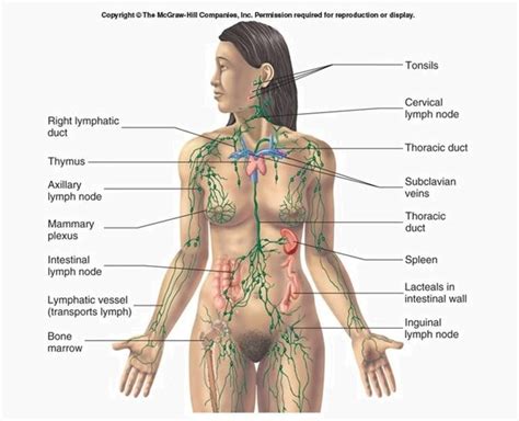 Lymph nodes are connected to each other by loosely bound lymphatic essels. Where is the lymph node under the armpit? - Quora