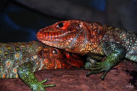 Caiman Lizard Info Facts And New Photos 2012 The Wildlife