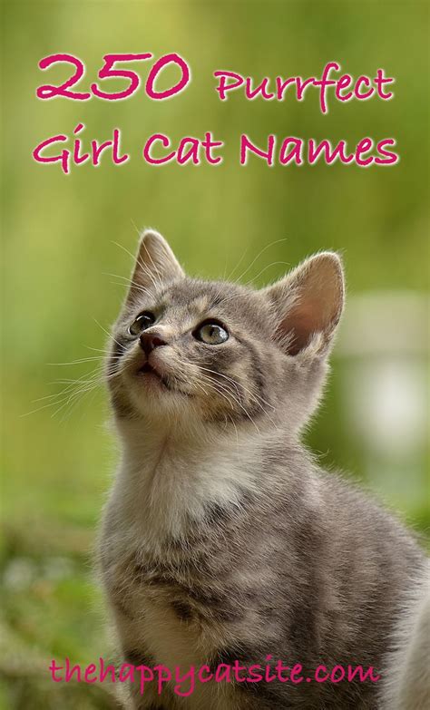 220 unusual & unforgettable names. Girl Cat Names - 250 Female Cat Names You Will Love by ...