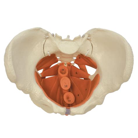 Female Pelvis Anatomy Muscles The Female Muscular System Laminated