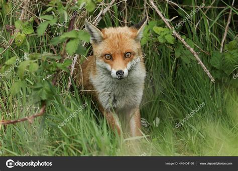 Magnificent Wild Red Fox Vulpes Vulpes Hunting Field Stock Photo By