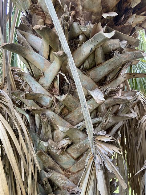 Cabbage Palm Bark Sabal Palmetto Coastal Maritime Grady Donahue