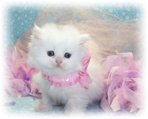 √ Cute Cats HD Wallpapers - wallpaper202