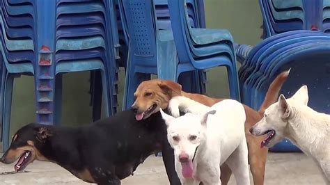 Dog Mating Up Close I Three Dogs Mating and Get Stuck - YouTube