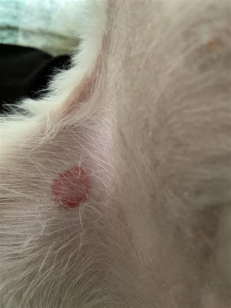 Dog Skin Rash Red Bumps