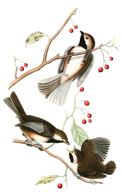 Hudsons Bay Titmouse Bird Vintage Illustrations Free Vintage