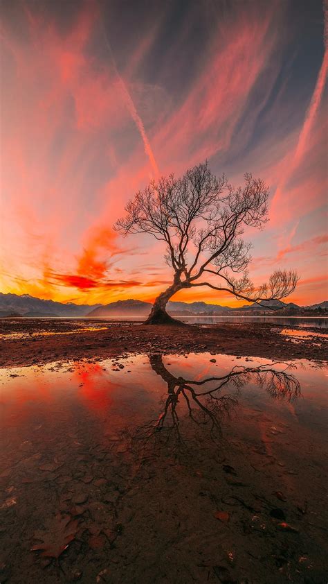 The Tree Wanaka New Zealand Vertical Panorama 2048x1152 Landscape