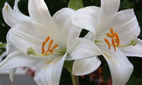 Tante guide per scegliere le specie di fiori primaverili adatte ai vostri bisogno, dall'arredamento di giardini alla semplice decorazione di finestre e terrazzi. Il piccolo giardino di L.: I gigli di Sant'Antonio e le ...