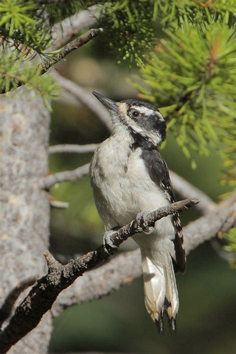 Hairy Woodpecker Bird Gallery Houston Audubon