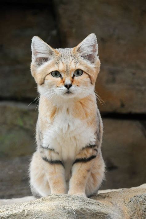 In The Wild Meet The Sand Cat Catster Cute Animals Cats Sand Cat