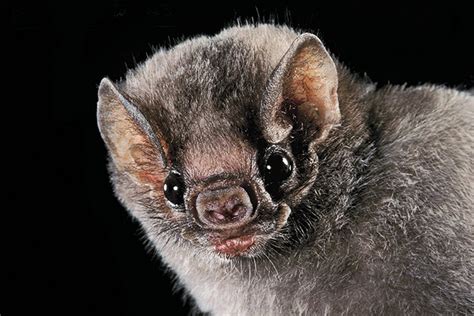 Bat Faces Are Vast And Varied Bat Species Mammals Vampire Bat