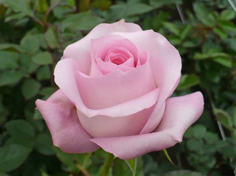 Sweet Akito Ecuadorian Rose Virgin Farms Direct First Class For Flowers