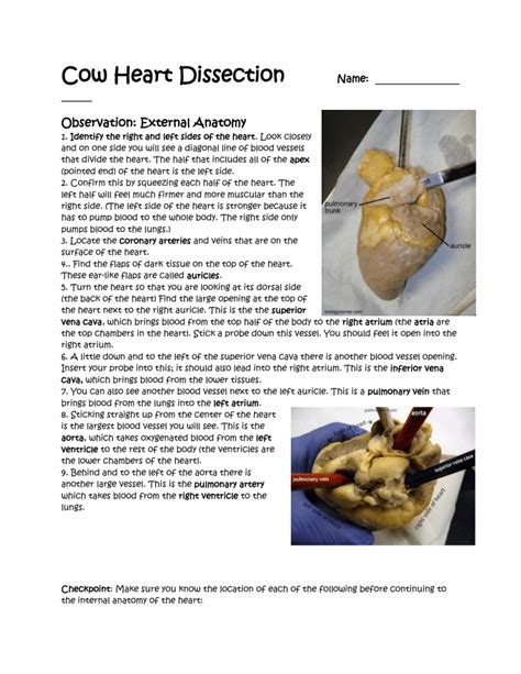 Cow Heart Dissection