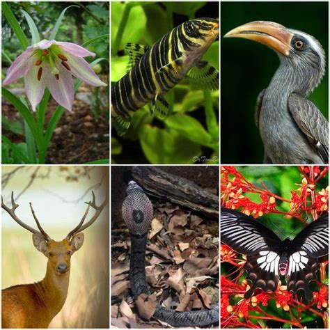 India Is The Only Home Known To These Spectacular Species Species