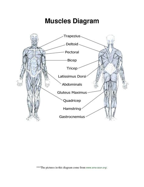 Major Muscles Of The Body Worksheet