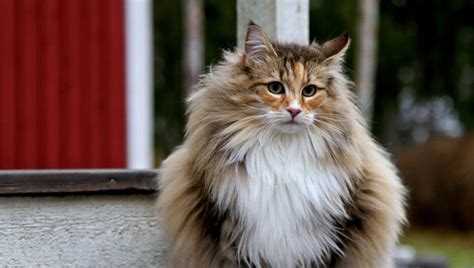 Norwegian Forest Cat Breed Information Purina