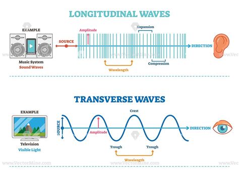 Longitudinal And Transverse Wave Type Vector Illustration Scientific