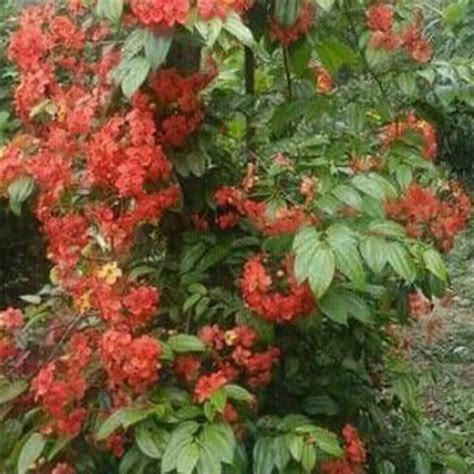 Jual Jual tanaman merambat bohainia | bohemia bunga orange di lapak