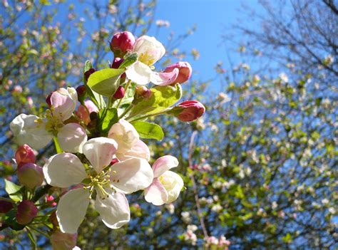 Filecrab Apple Tree Blossom Wikimedia Commons
