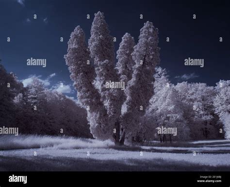 Infrared Photography Ir Photo Of Landscape With Tree Under Sky With