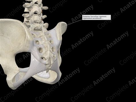 Posterior Sacroiliac Ligament Complete Anatomy
