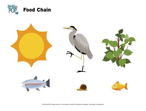 Food Chain Image Worksheet Brainpop Educators