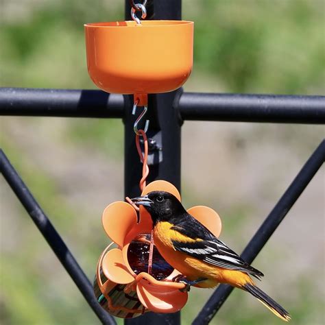 Songbird Essentials Oriole Bird Feeder Bundle Small