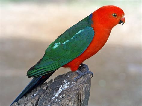 Found in humid and heavily forested upland regions of the eastern portion of the continent, including eucalyptus wooded areas in and directly adjacent to subtropical and temperate rainforest. Australian King-Parrot - eBird