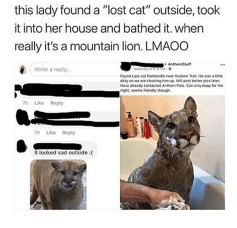 Abandoned, stray kittens have an unlikely chance of surviving long on their own. 25+ Best Memes About Lost Cat | Lost Cat Memes