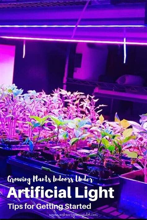 Oct 13, 2020 · growing plants indoors with artificial light is more challenging than you might think, particularly if you want to grow fruit, herbs, leafy greens, and vegetables. Growing Plants Indoors With Artificial Light: Expert Tips ...