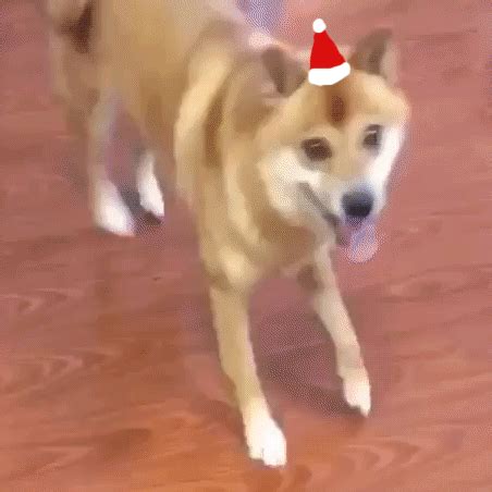 Doge powering upppp coub gifs with sound. Doggo gif 9 » GIF Images Download