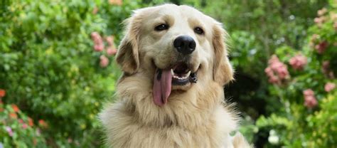 Golden Retriever Dog Breed Information Full Profile 101 Care Guide