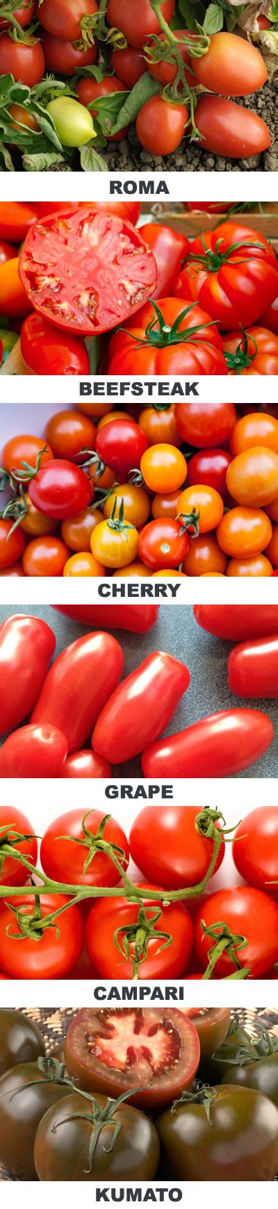 Health Benefits Of Tomatoes Nutrition Facts Recipes And More