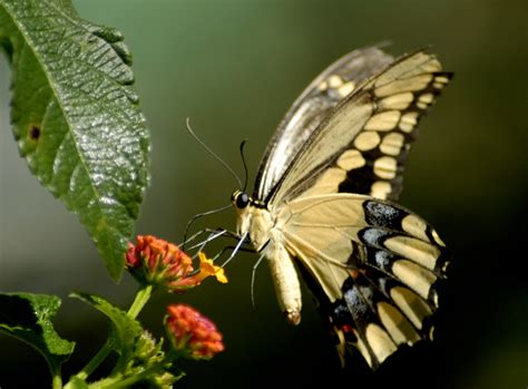 50 Free Butterfly Screensavers And Wallpapers On