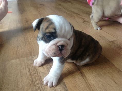 English Bulldog Puppies For Sale Manchester Nh 158487
