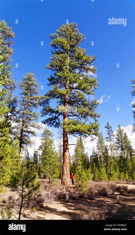 Bull Pine Pinus Ponderosa Hi Res Stock Photography And Images Alamy