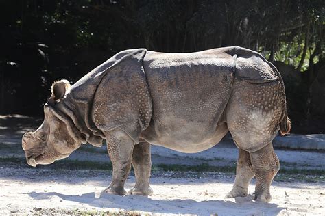 Nepals Rhino Population Soars To Exciting Milestone Amid Covid 19