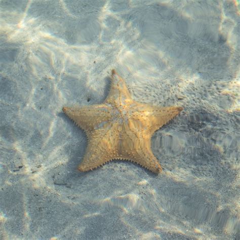 Free Images Beach Sea Sand Ocean Star Animal Summer Vacation