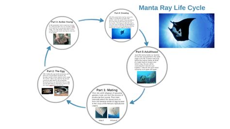 Manta Ray Life Cycle