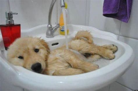 37 Animals Taking A Bath Pictures