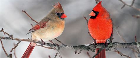 Wild About Birds Backyard Birds Northern Cardinal