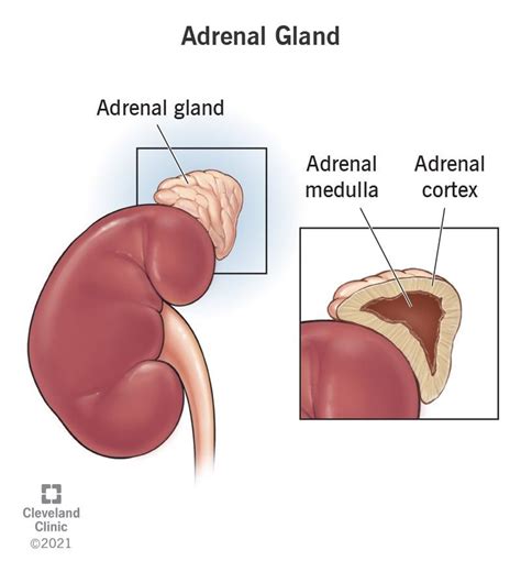 Adrenal Gland What You Need To Know