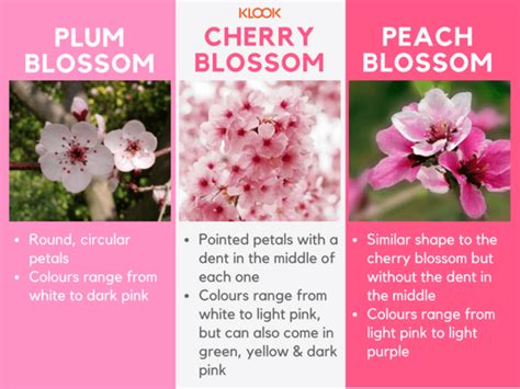 Plum Peach Japanese Cherry Blossom Flowers Of Spring In Japan