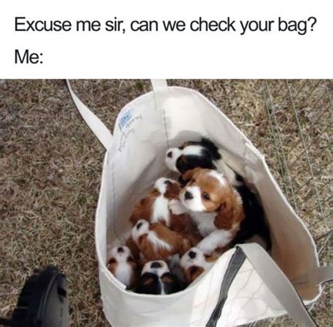 Dogs Bring You The Funniest And Furriest Memes 45 Pics