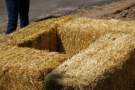 Chronicles Of A Straw Bale Garden