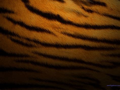 32 Tiger Fur Wallpaper Wallpapersafari
