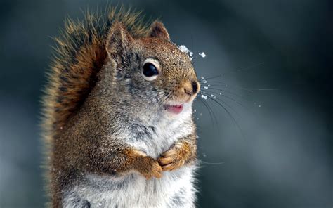 Close Up Animals Squirrels Wallpaper 2560x1600 8930 Wallpaperup